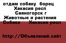 отдам собаку( борец ) - Хакасия респ., Саяногорск г. Животные и растения » Собаки   . Хакасия респ.